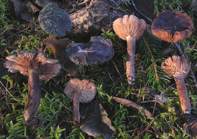 Funghi....dicembrini con alberto.....(parte 2)